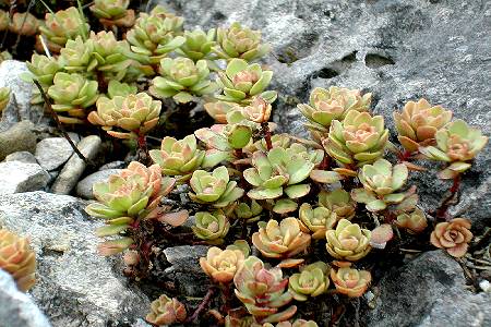 sedum nevii